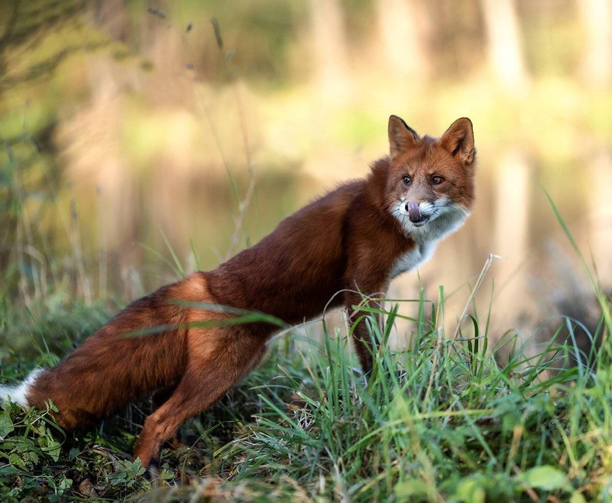 лис, рыжий, красавец, охотник,лес, природа, foxy, beautiful,hunter, nature, woodland, Юлия Стукалова