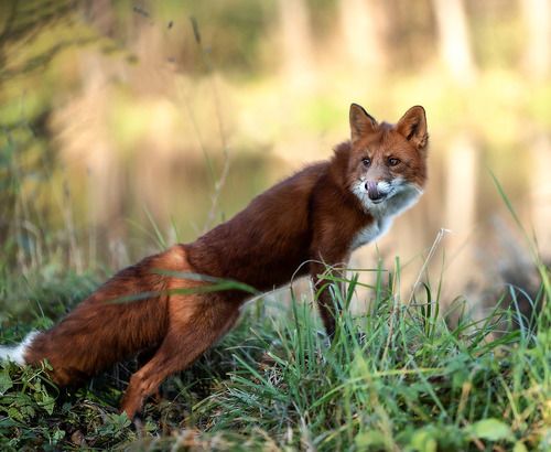 Рыжий охотник