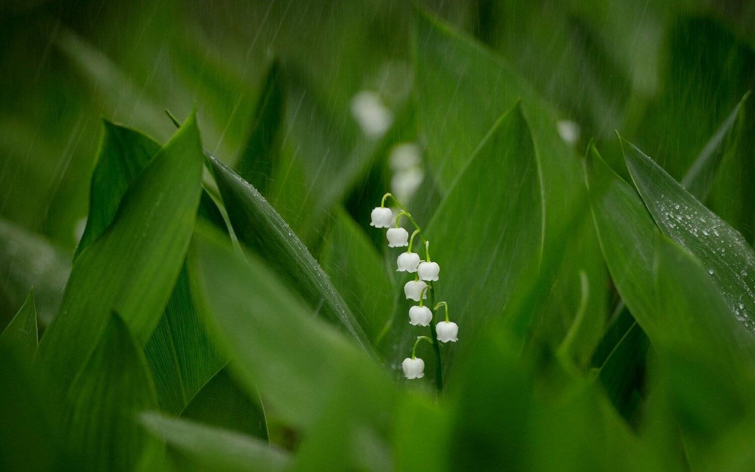 , Никитин Николай