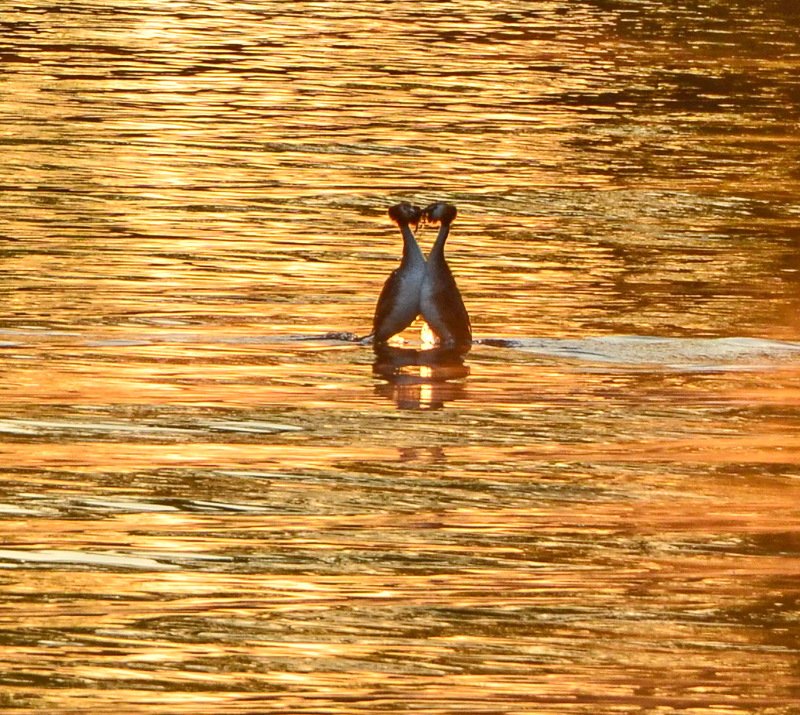 утро, рассвет, восход, весна, апрель, утки, чомга Поцелуй на рассвете фото превью