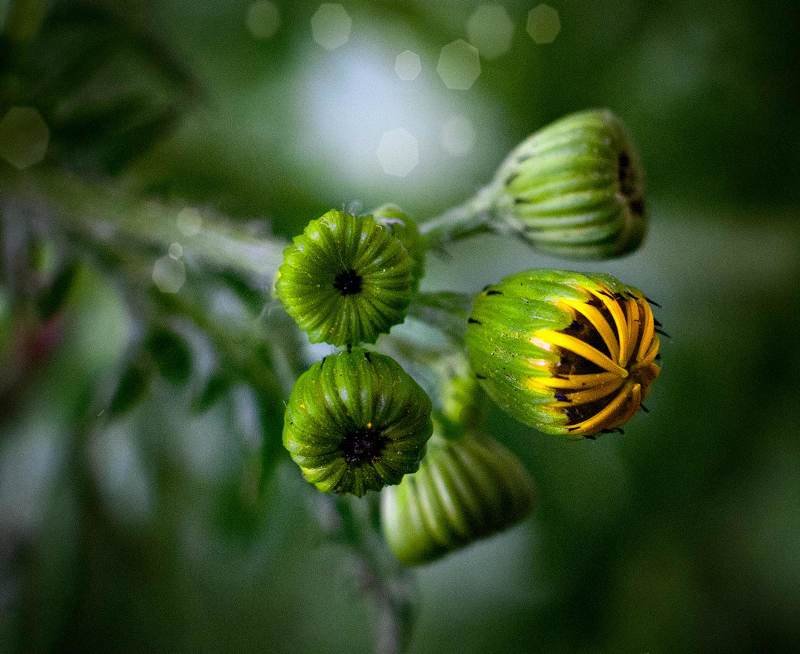 немножко макро фото превью