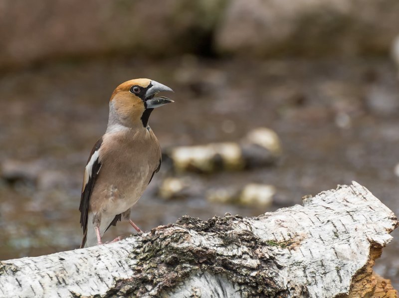 птица, дубонос, водопой, Дубонос .. (самец) фото превью