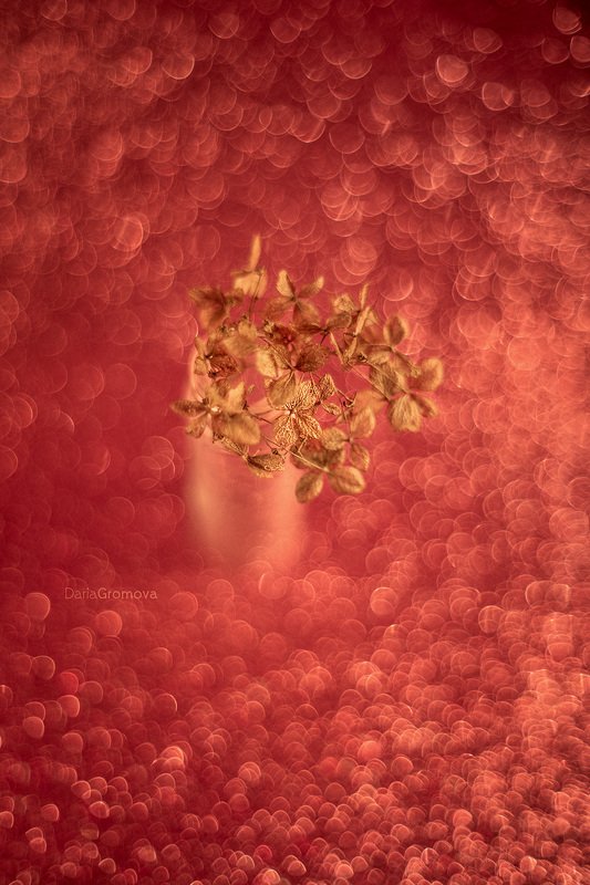 боке, ручной обьектив, мануальная оптика, фотограф, фотосессия, натюрморт, фото, блики, цветы, гелиос, макро, закат, цветы,  *** фото превью