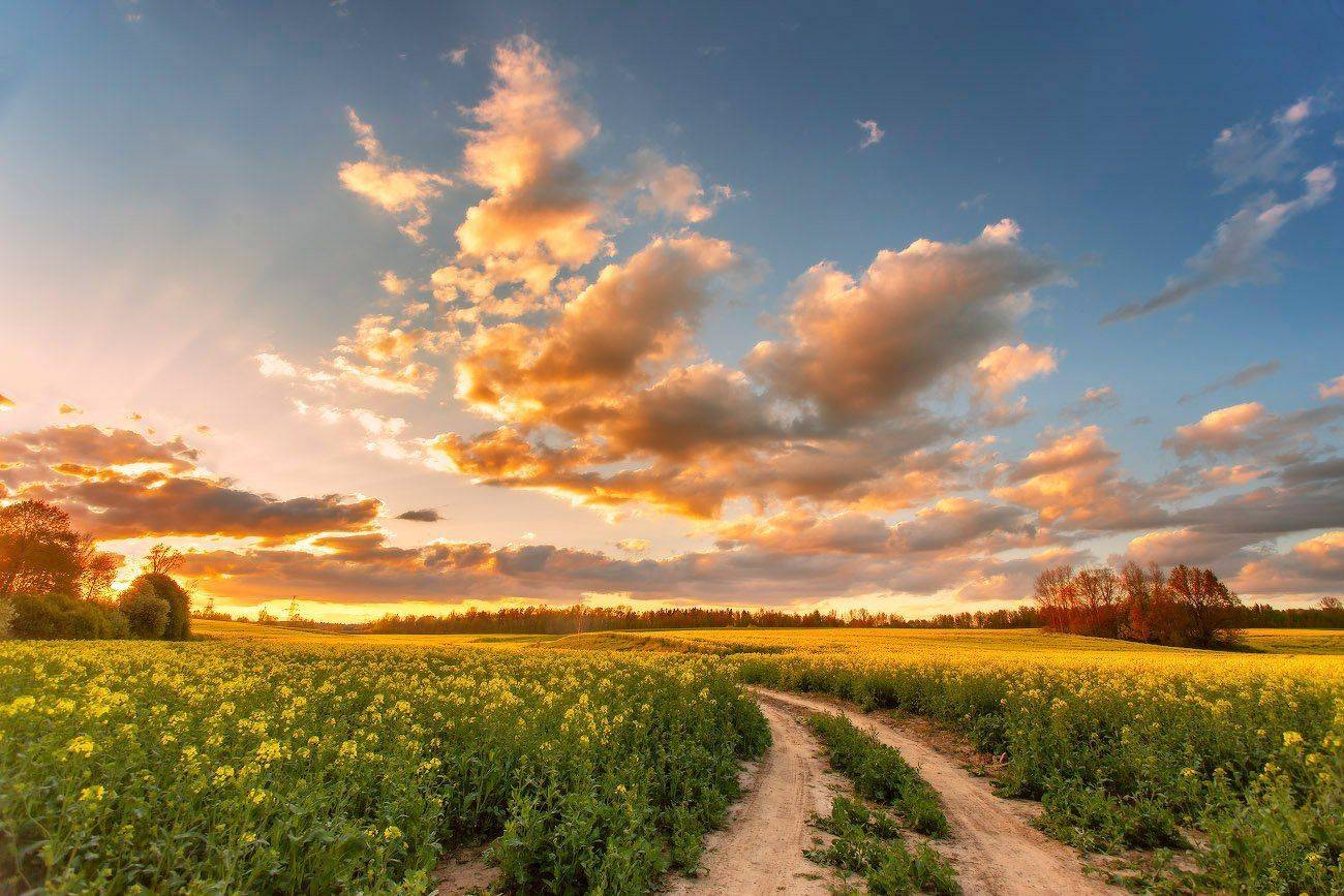беларусь, весна, вечер, дорога, закат, май, поля, рапс, Вейзе Максим