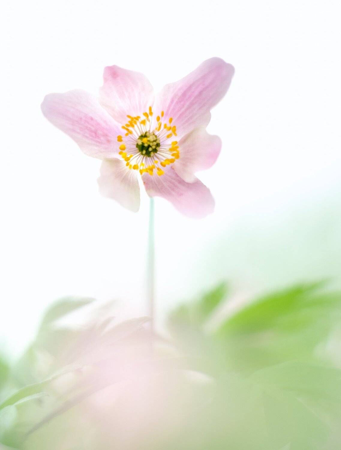 macro, bokeh, vintage lens, nature, abstract, flowers, anemone, flora, Sylwia Grabinska