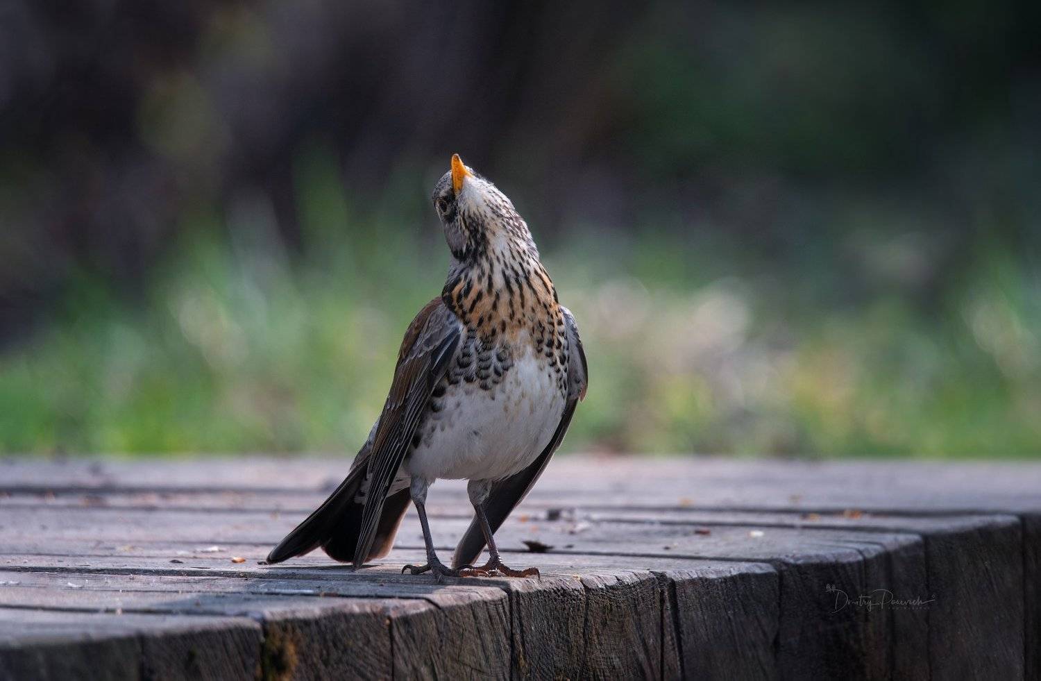 природа, лес, животные, птицы, Дмитрий Посевич