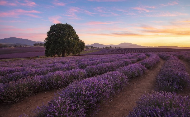 тасмания, лаванда, австралия, tasmania, lavender Вечерняя лаванда фото превью
