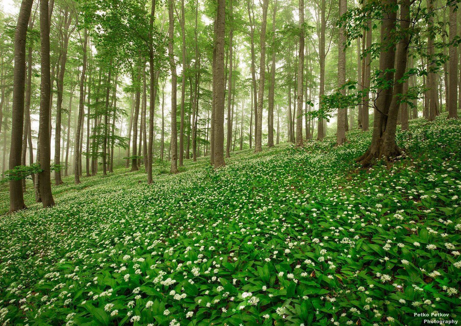 , Петко Петков