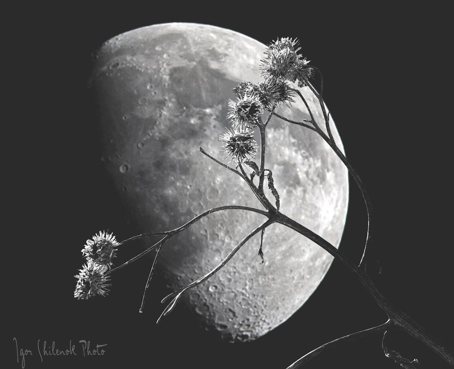 , Игорь Шиленок