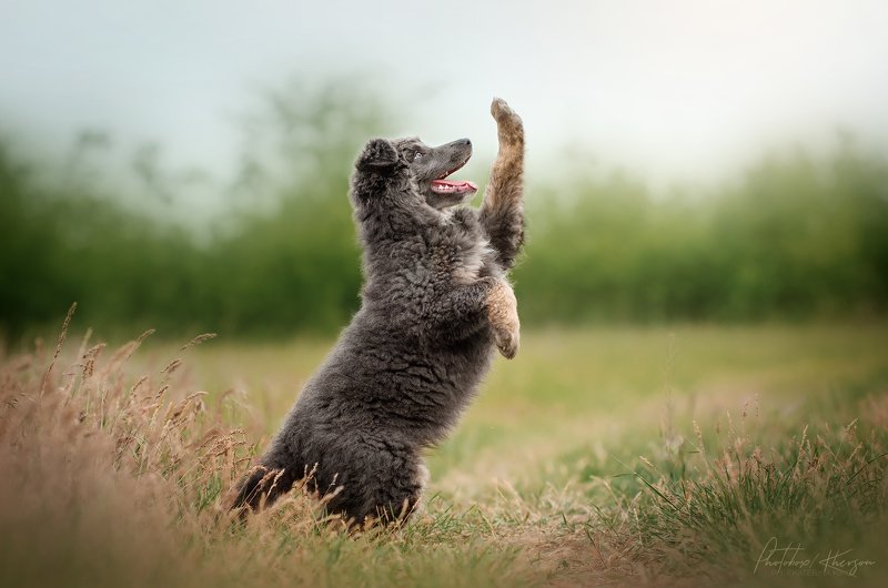 весна, портрет, движение, собака, анималистика Соня фото превью