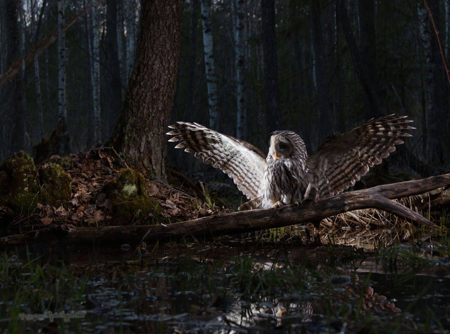 неясыть длиннохвостая, ural owl, сумерки, лес, Юрий Андреев