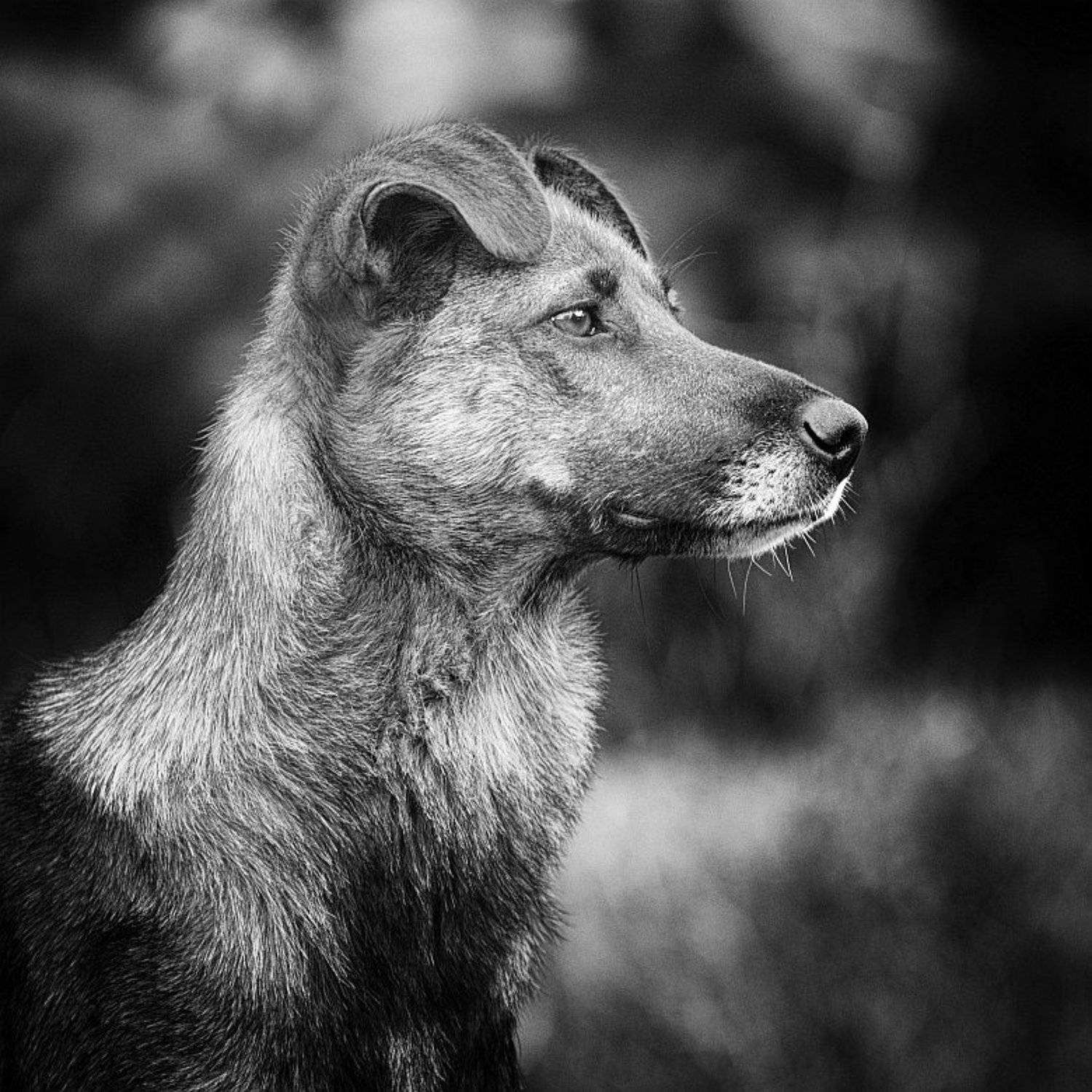 , Сергей Фудиненко