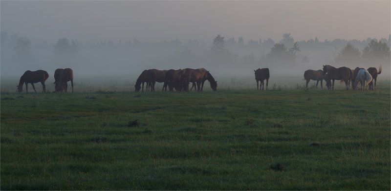 июньским утром .... фото превью