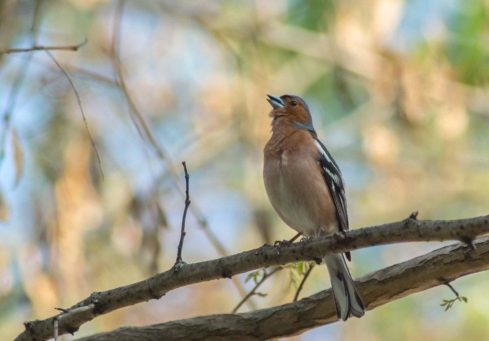Птица, Зяблик, Чепленко Алексей