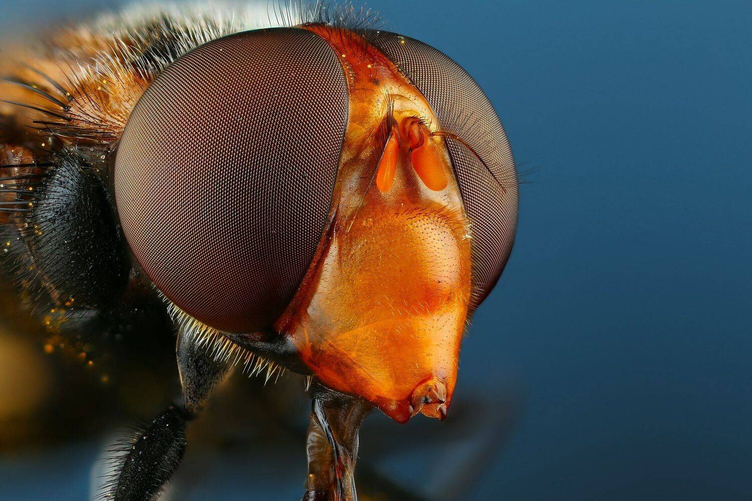 макро,природа,синий,цвет,портрет,коричневый,глаза,муха, Андрей Шаповалов