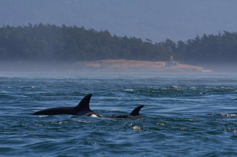 киты, косатки, канада, сафари, природа, океан, salich see, orca, whales, whale waching  Косатки в Британской Колумбии фото превью