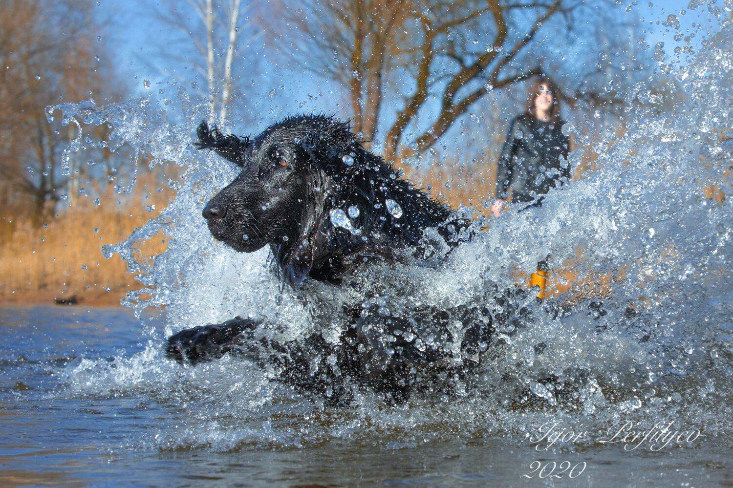 , игорь перфильев
