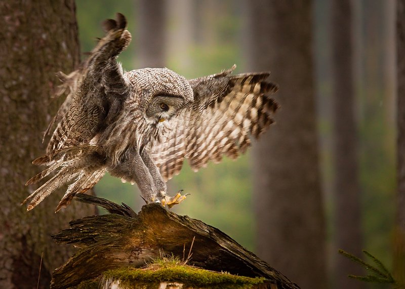 Запертая сова фото превью