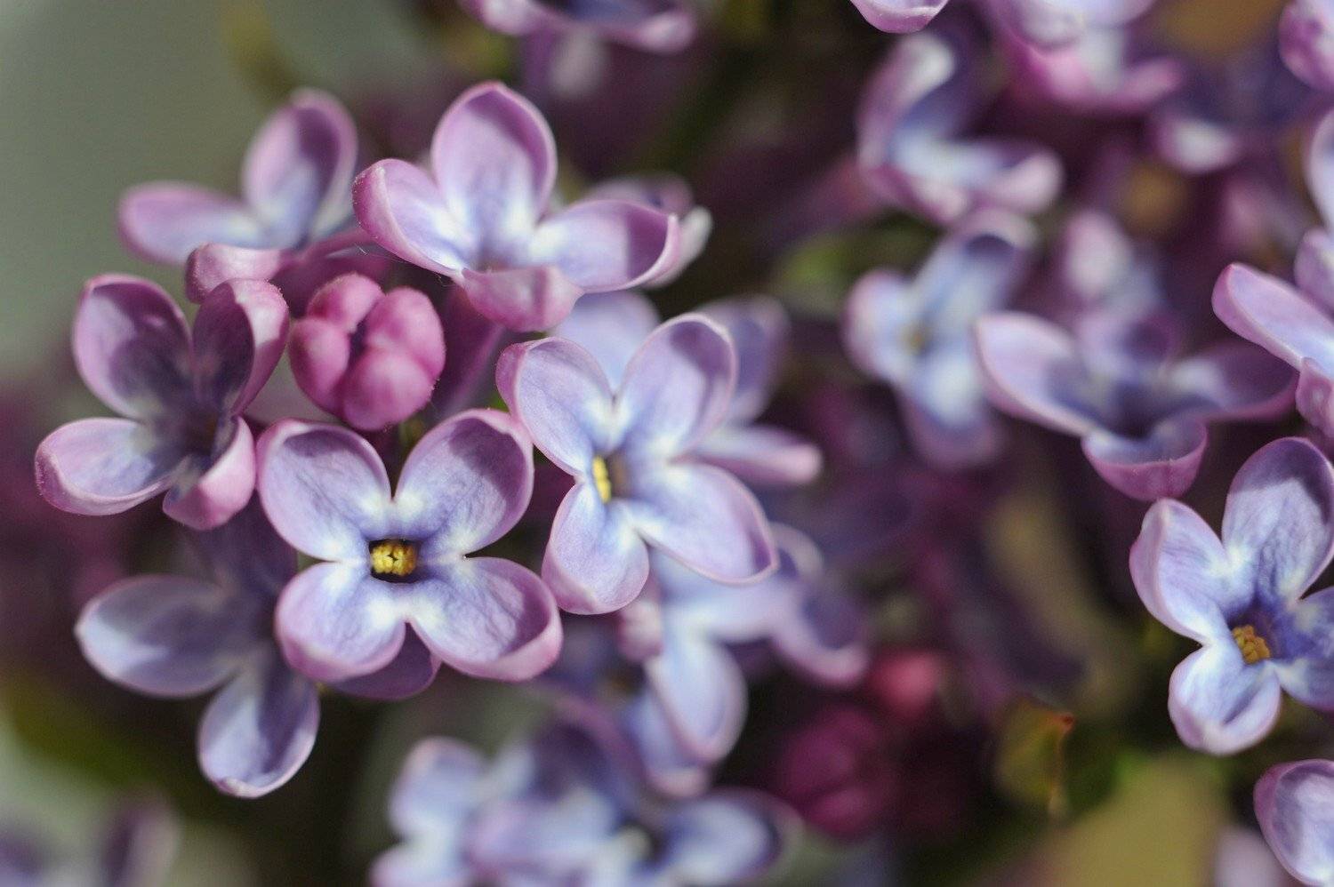 , Дарья Васильева