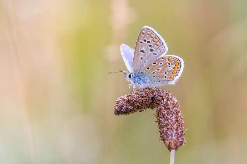 Common blue фото превью