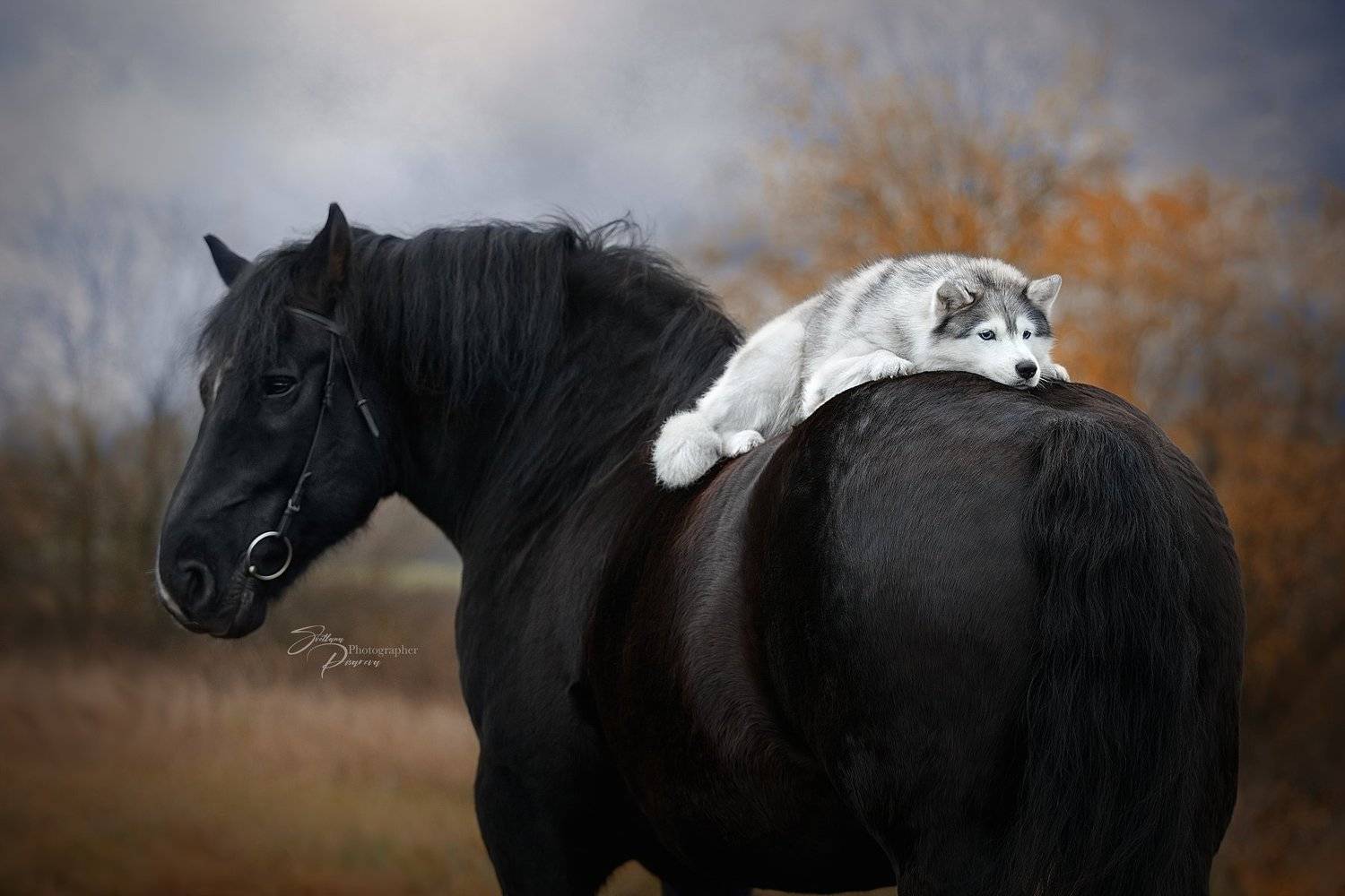 , Светлана Писарева