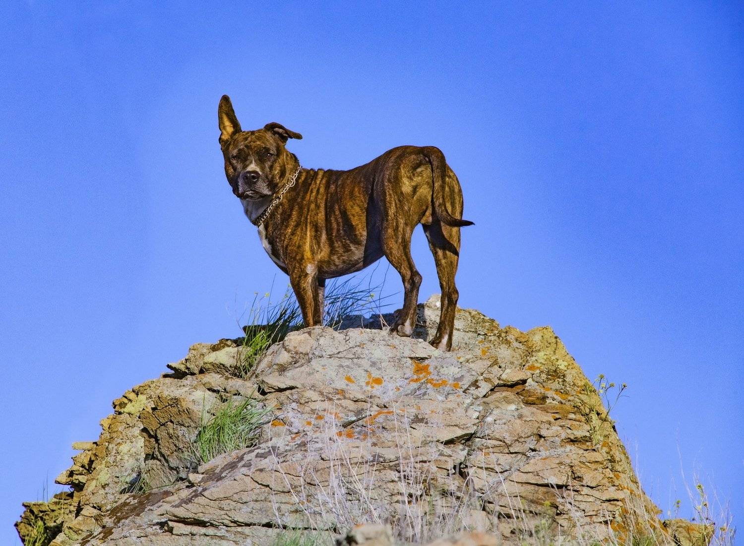 , петр чиков