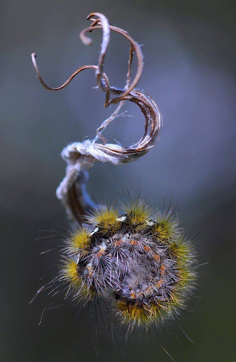 , Галина Горькавая