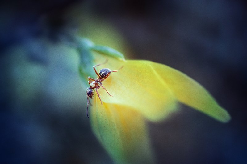 Малыш замухрышка :) фото превью