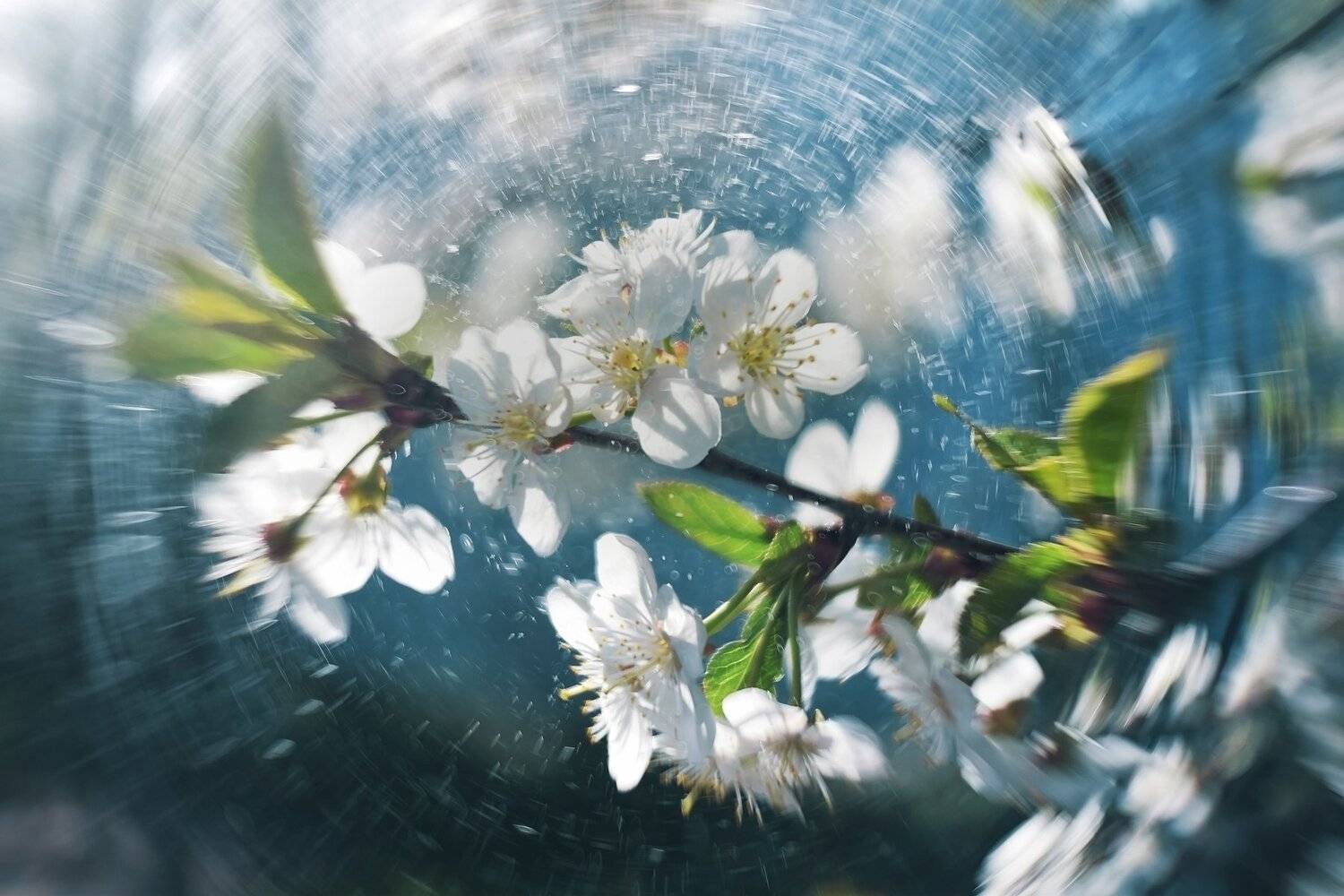 мануальная оптика, никон, цветение, вишня, мир1в, Лапшина Владлена