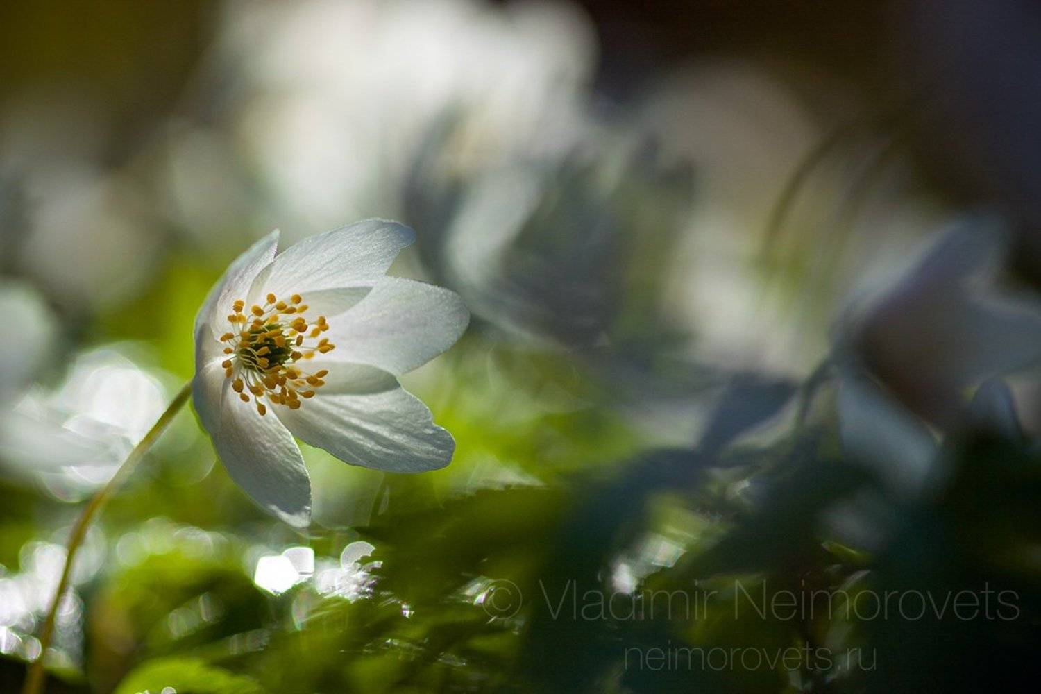 wood anemone, windflower, thimbleweed, smell fox, white, yellow, green, blossom, flower, plant, spring, morning, Russia, Leningrad Region, Gatchina district,, Владимир Нейморовец
