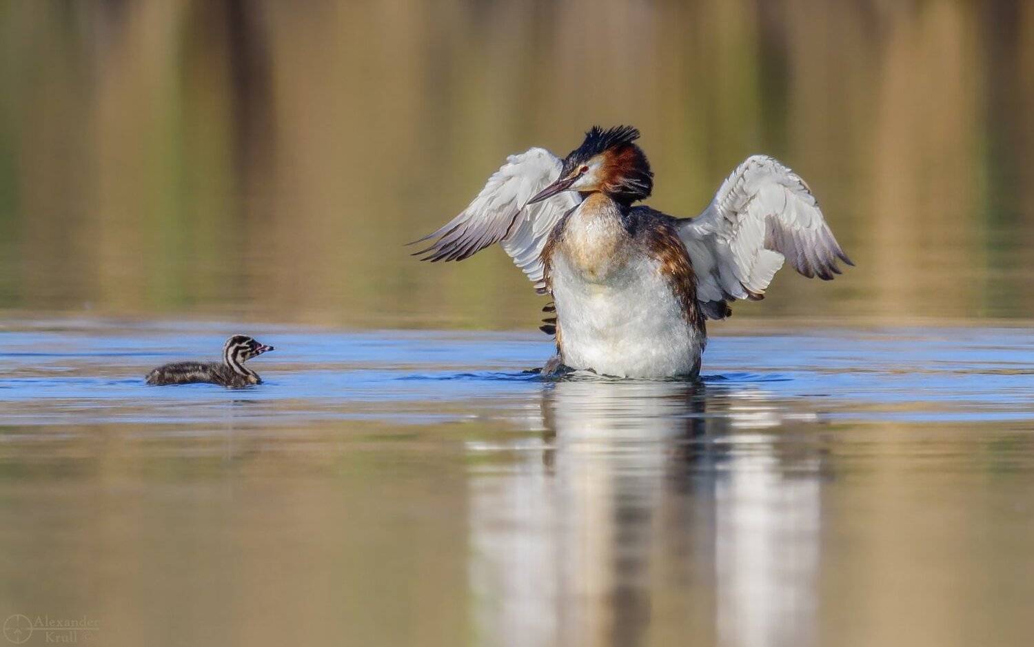 чомга., Александр Круль