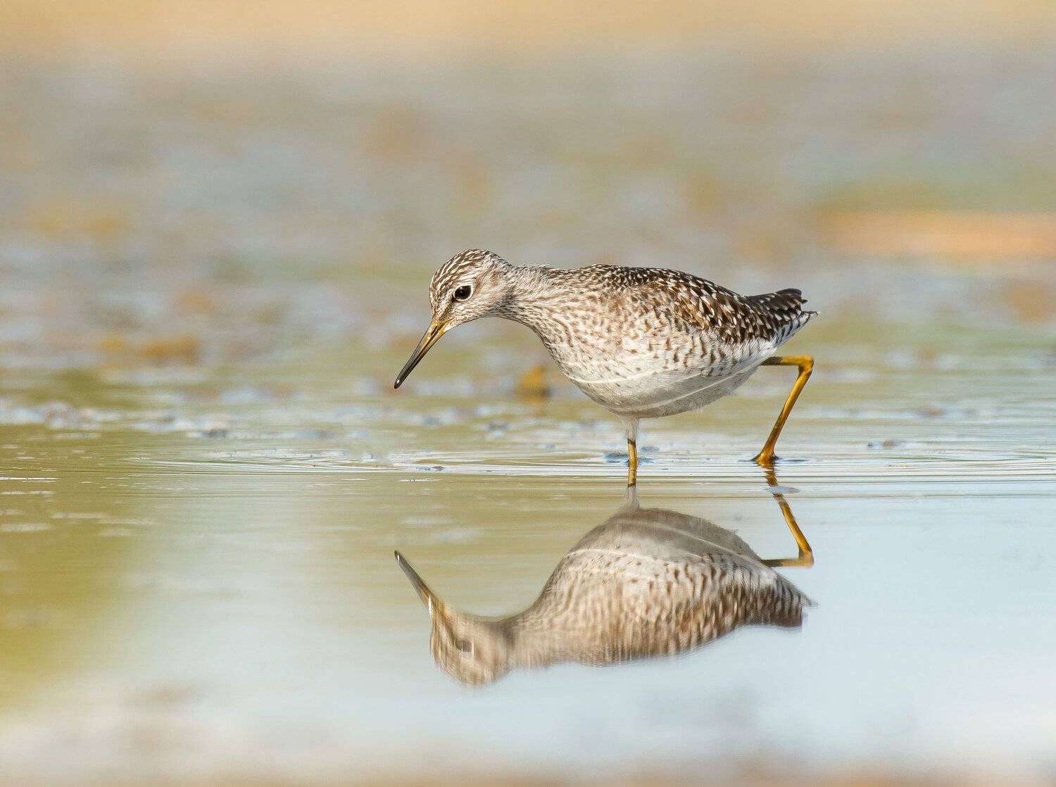 птицы,природа, весна, Андрей Киселёв