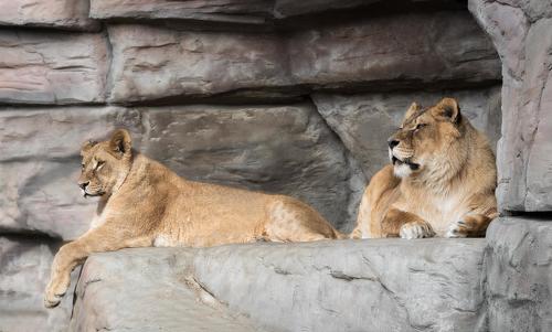 Resting lionesses
