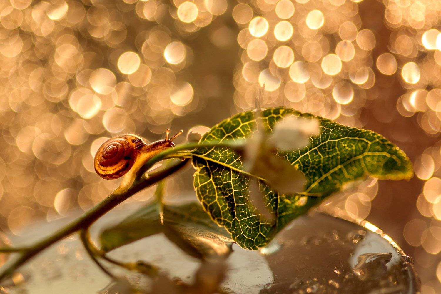 улитка, боке, Татьяна Тетерева