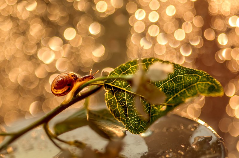 улитка, боке  фото превью