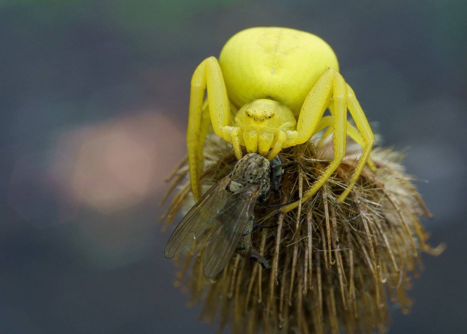 , Кузнецов Дмитрий