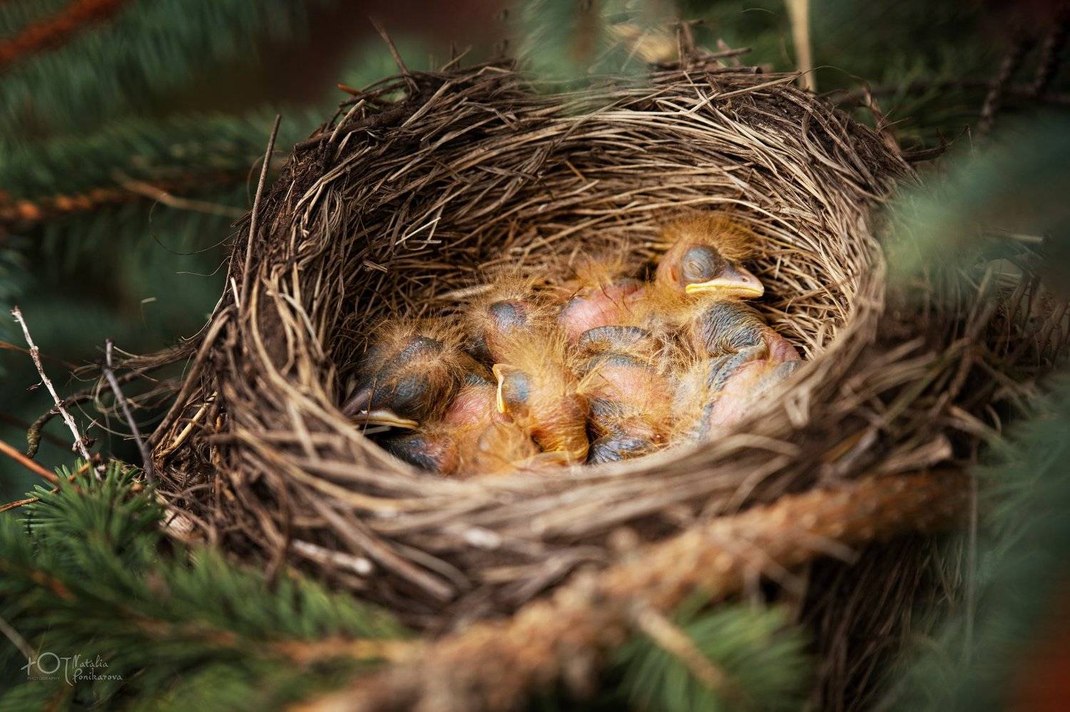 , Наталия Поникарова