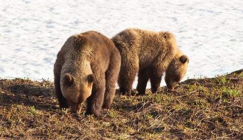 Настоящие дикари