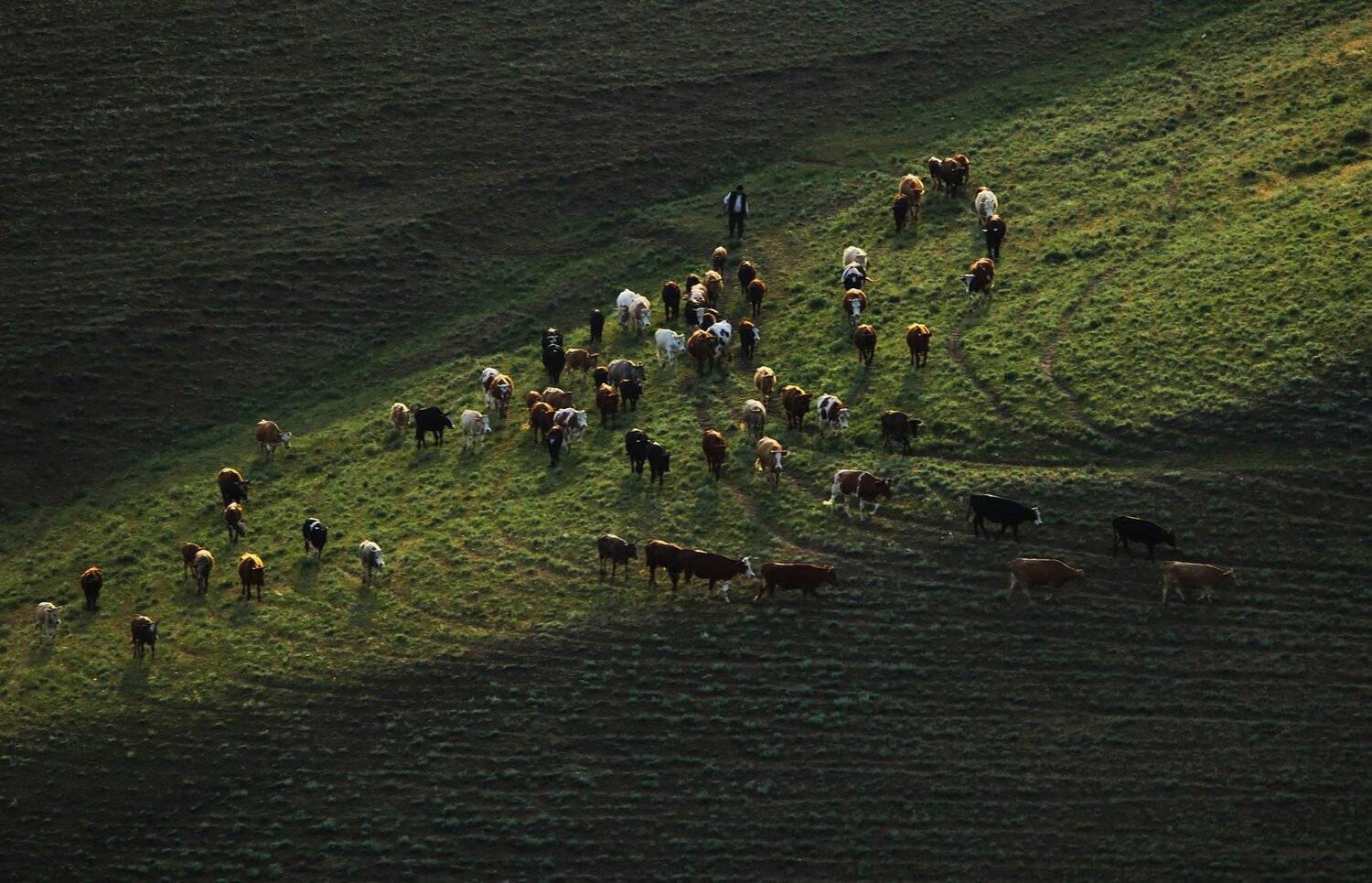 коровы,пастбище,на выпас,утро,, Marat Magov