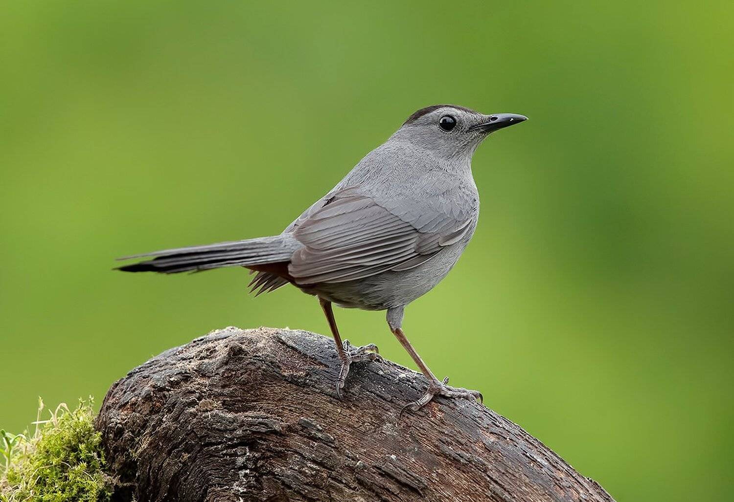 gray catbird, кошачий пересмешник,  пересмешник, catbird, Elizabeth Etkind
