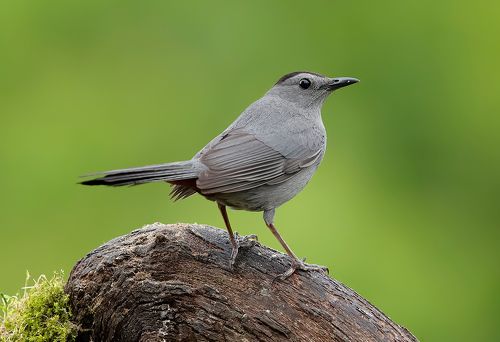 Gray Catbird - Кошачий пересмешник.