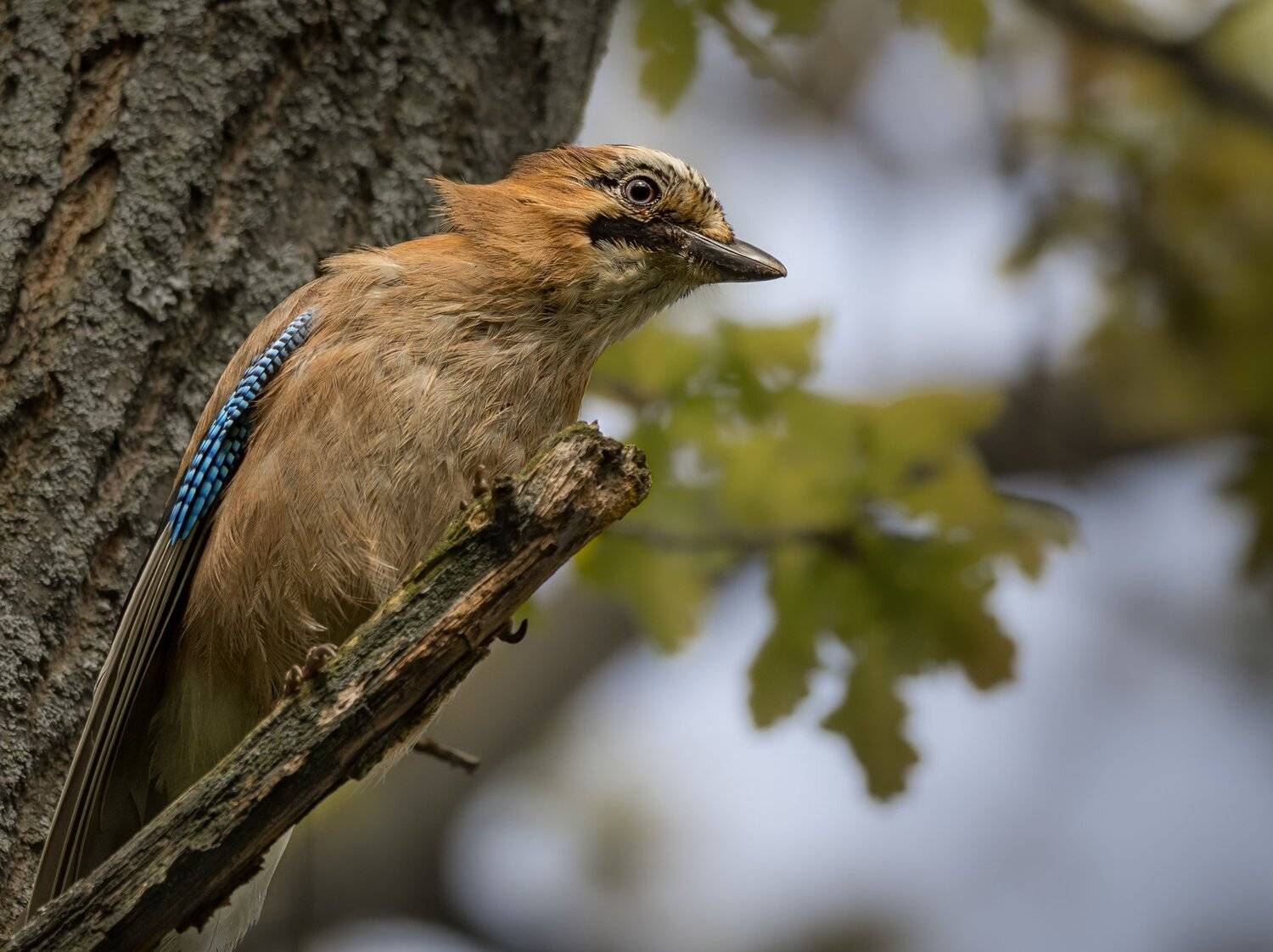 , Курлянцев Алексей