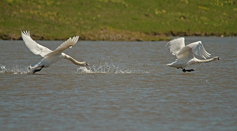 животные птицы лебеди-шипуны весна Догонялки фото превью