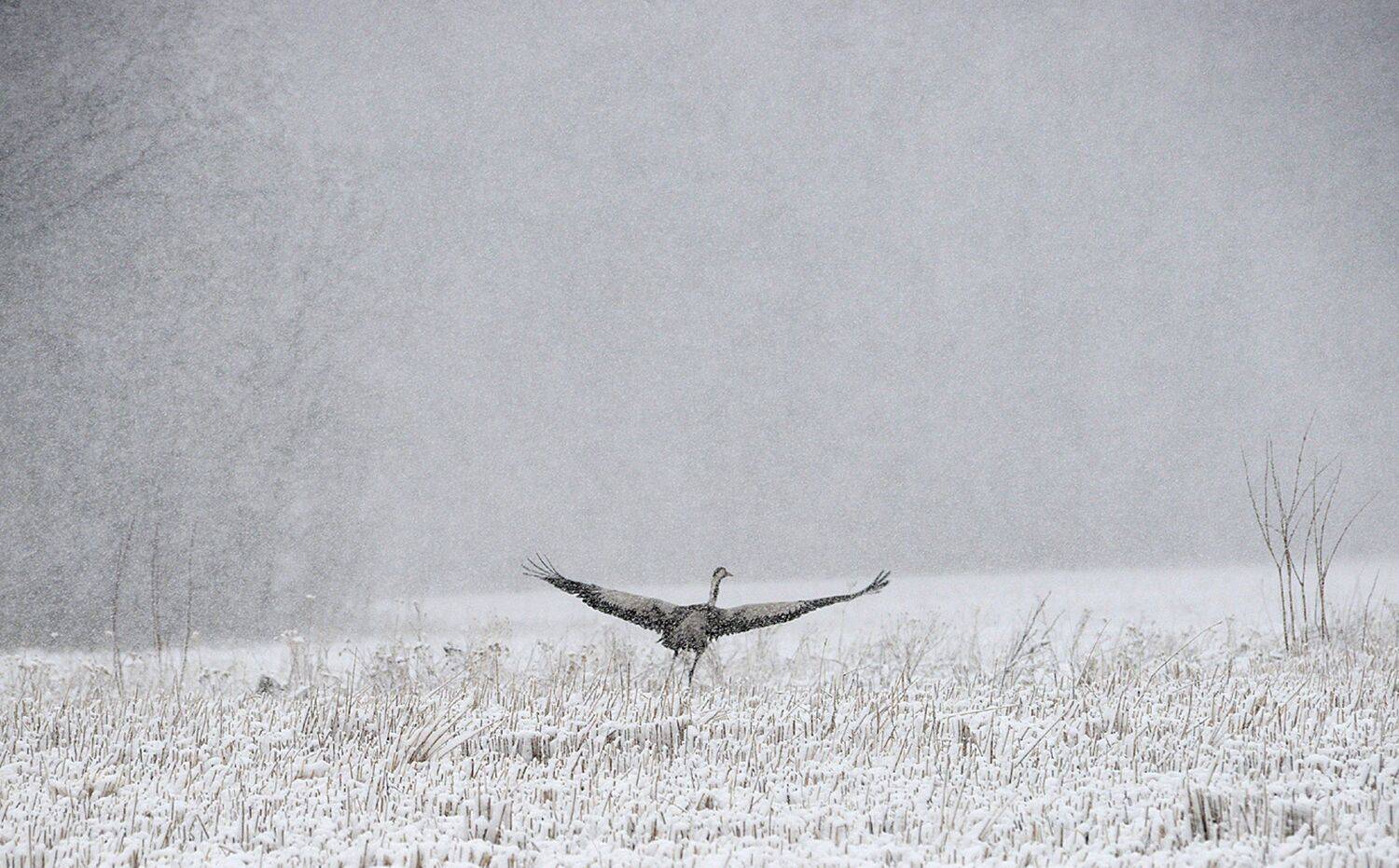 , Михаил Белоусов