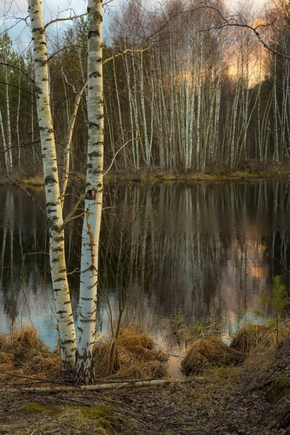вечер закат апрель березки, Дмитрий Алексеев