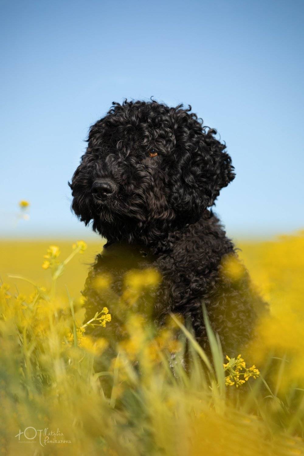 , Наталия Поникарова