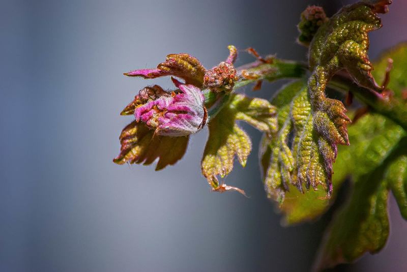 макро фото превью