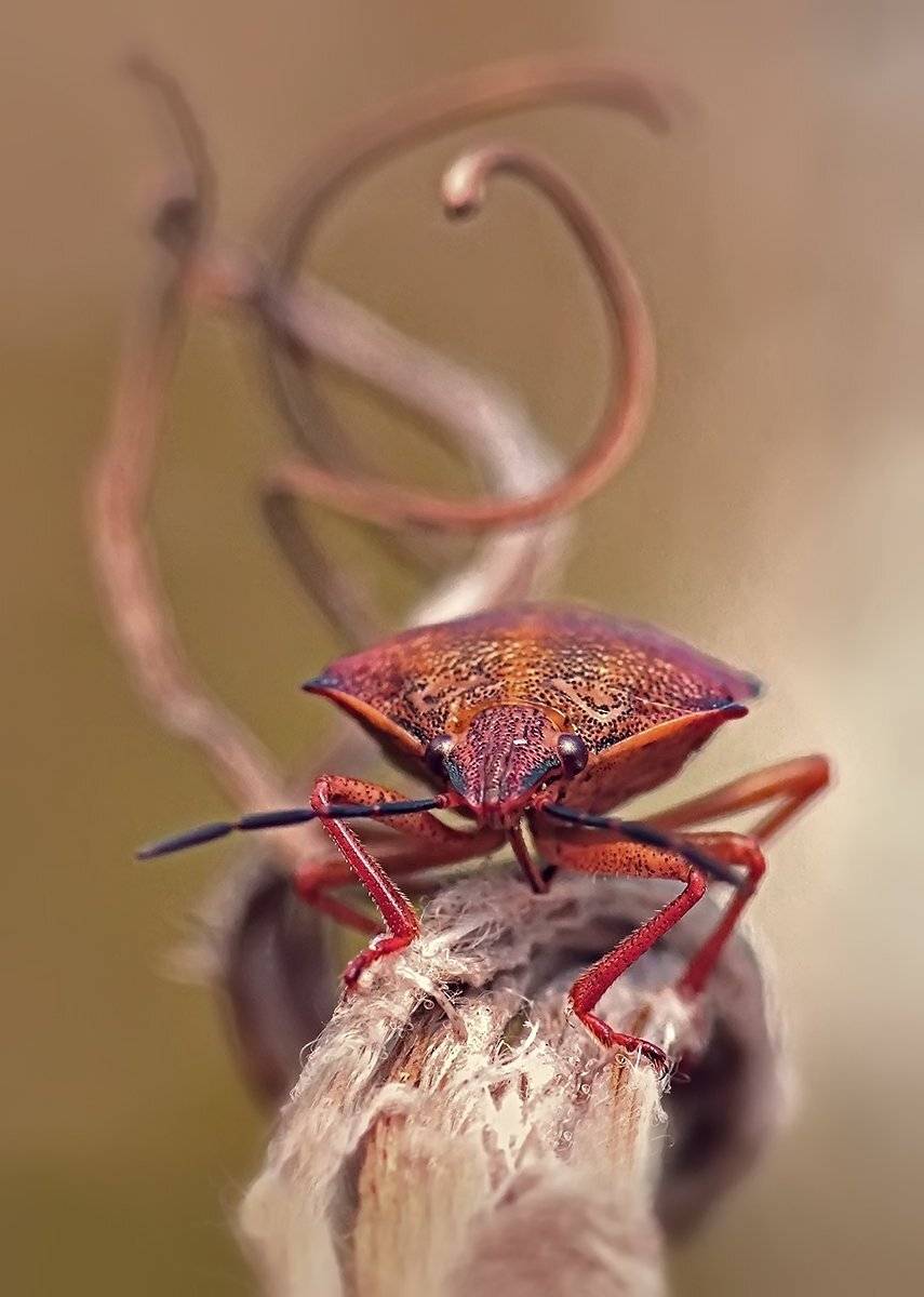 , Галина Горькавая