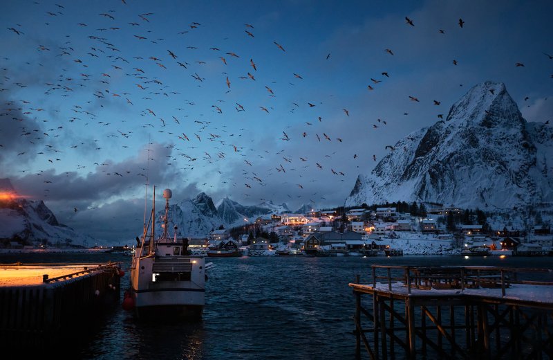 lofoten, night, birds, ship Nightlife фото превью