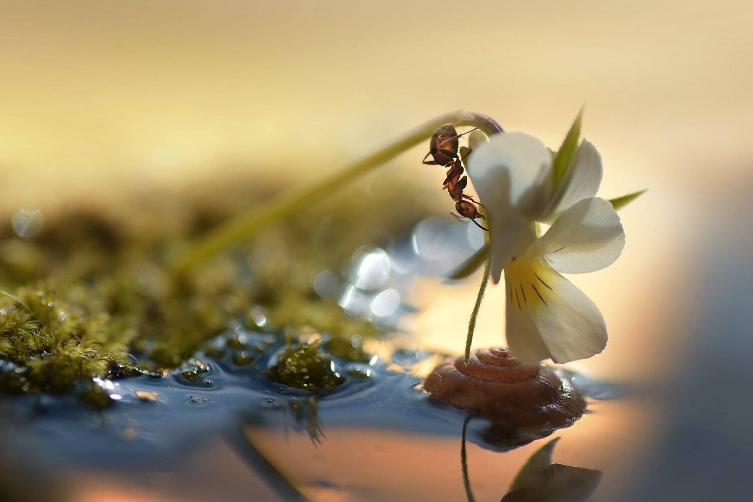 макро, муравей, закат, никон, тамрон, теплый свет, Лапшина Владлена